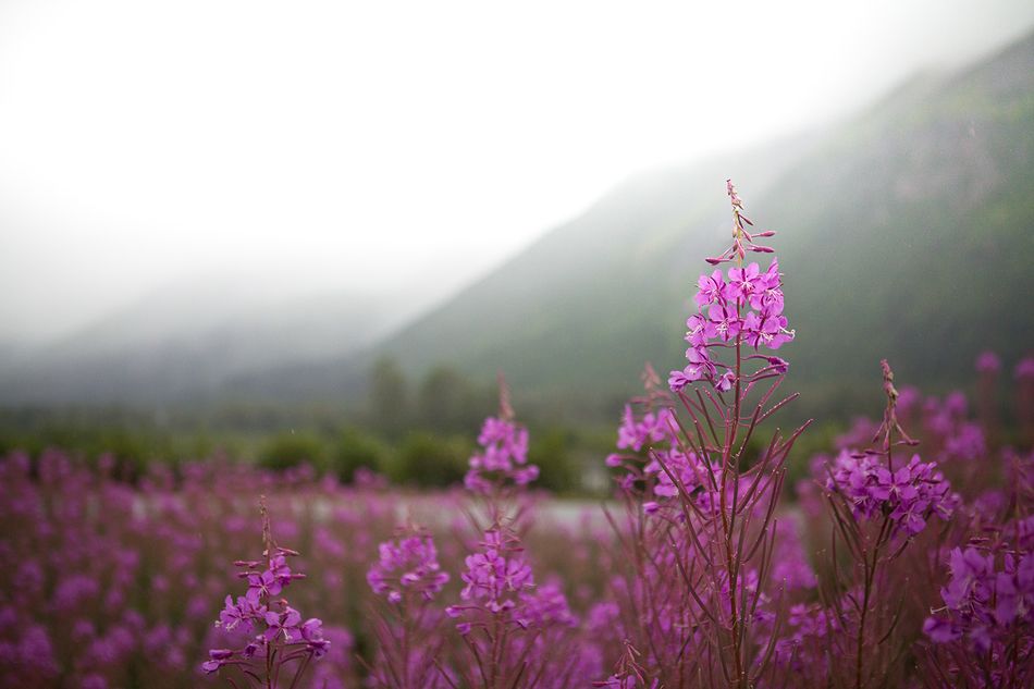 Alaska wildflower