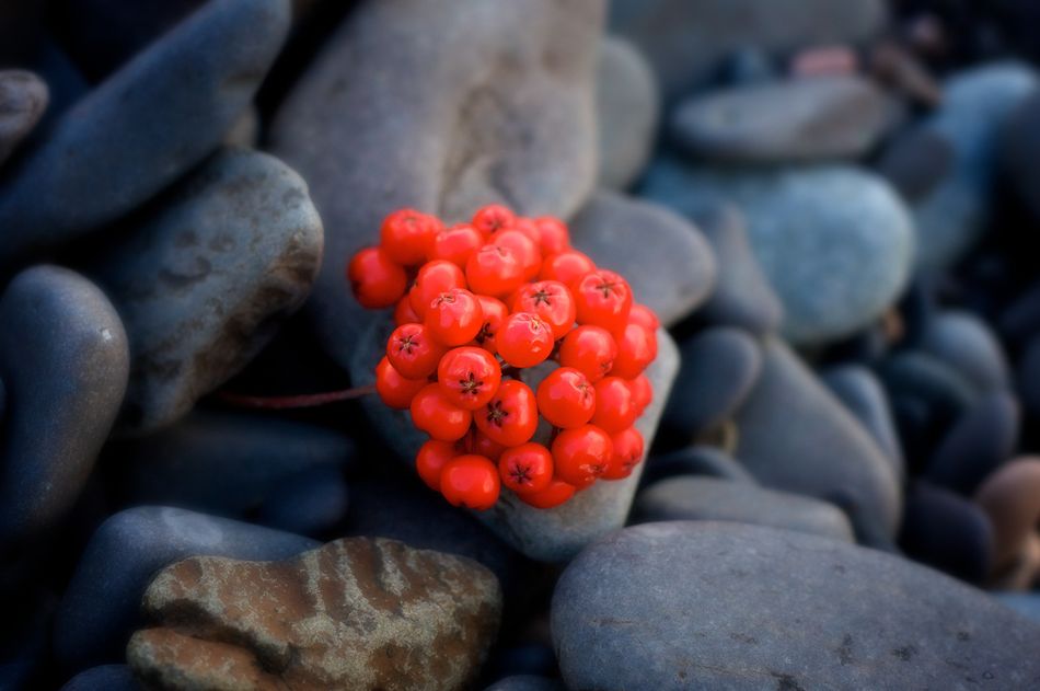 Berries and pebbles