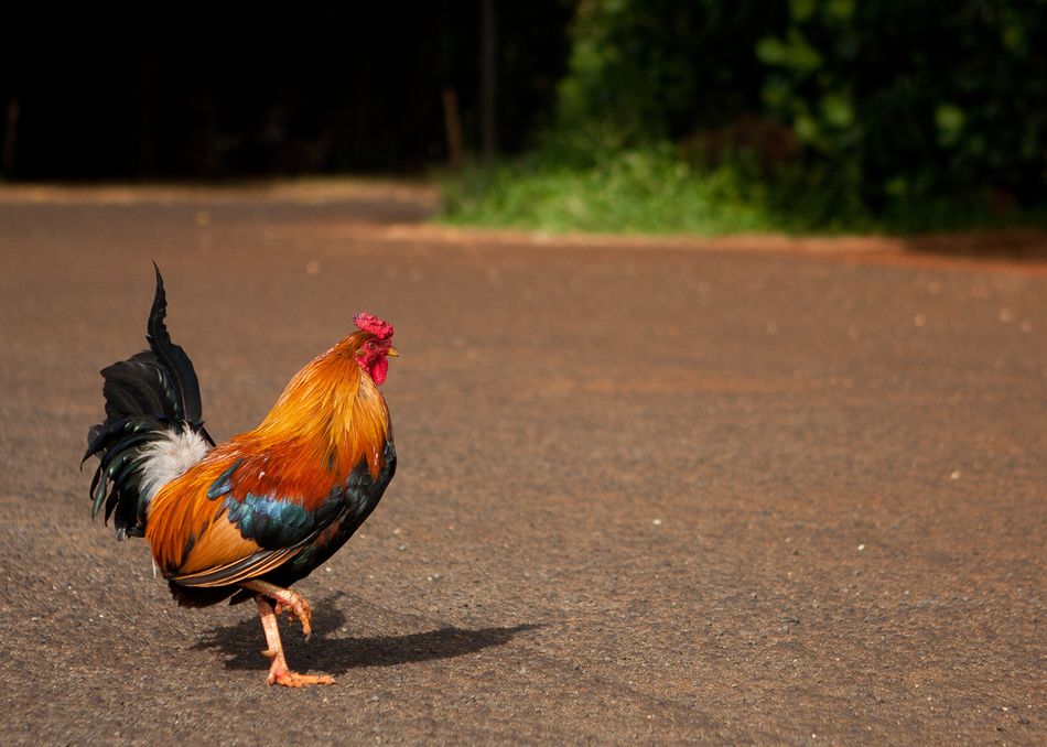 Rooster